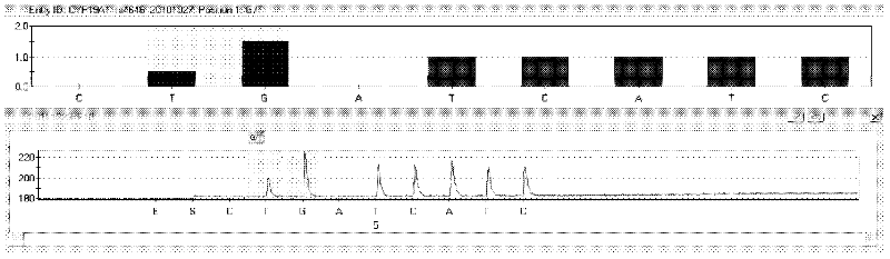 Kit and method for detecting CYP19A1 gene polymorphism by pyrophosphoric acid sequencing method