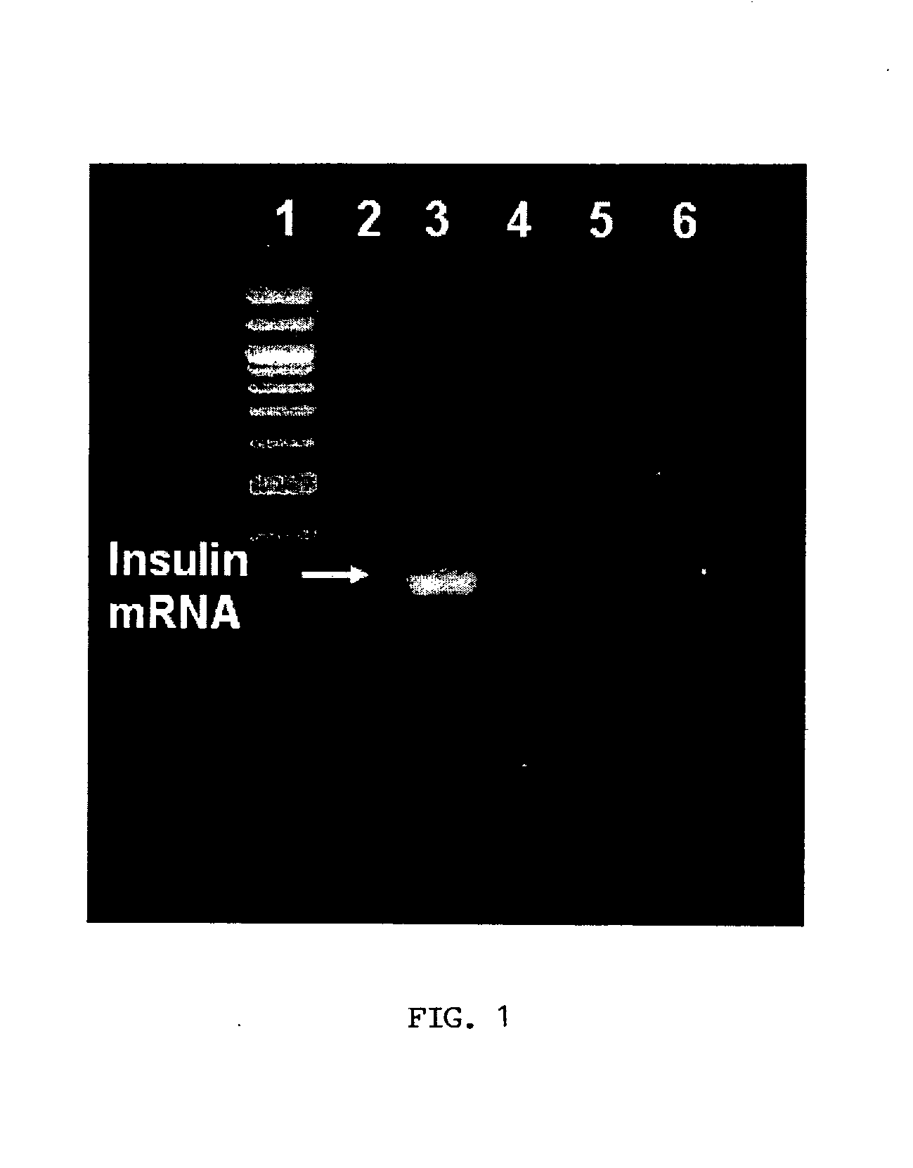 Methods and Compositions For Preparing Pancreatic Insulin Secreting Cells