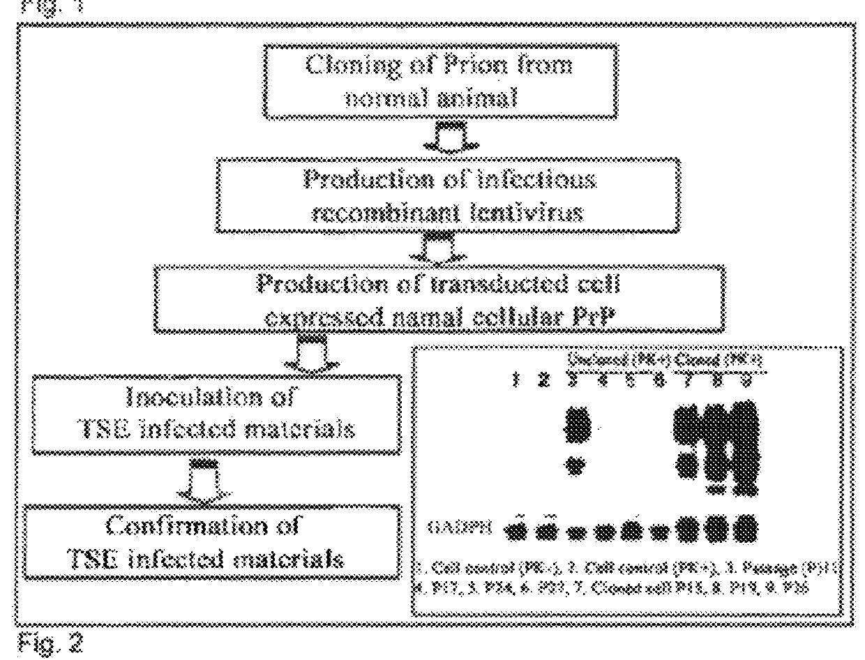 Method of preparing cells susceptible to transmissible spongiform encephalopathy and the creation of TSE persistently infected cells