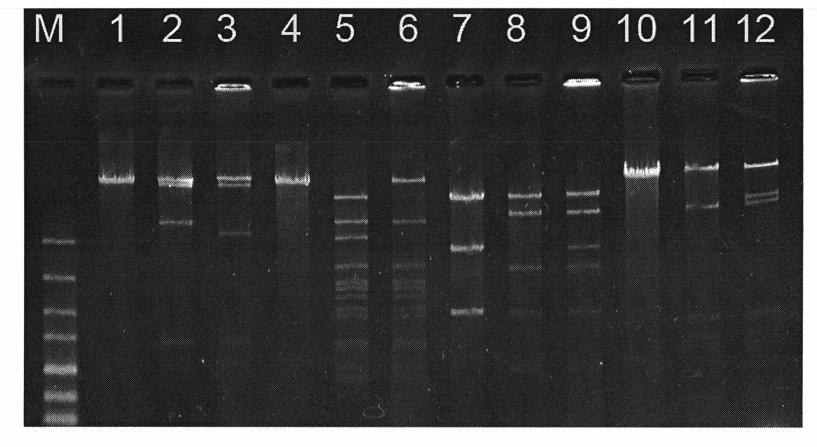 Recombinant streptomyces ansochromogenes, preparation method thereof and use thereof