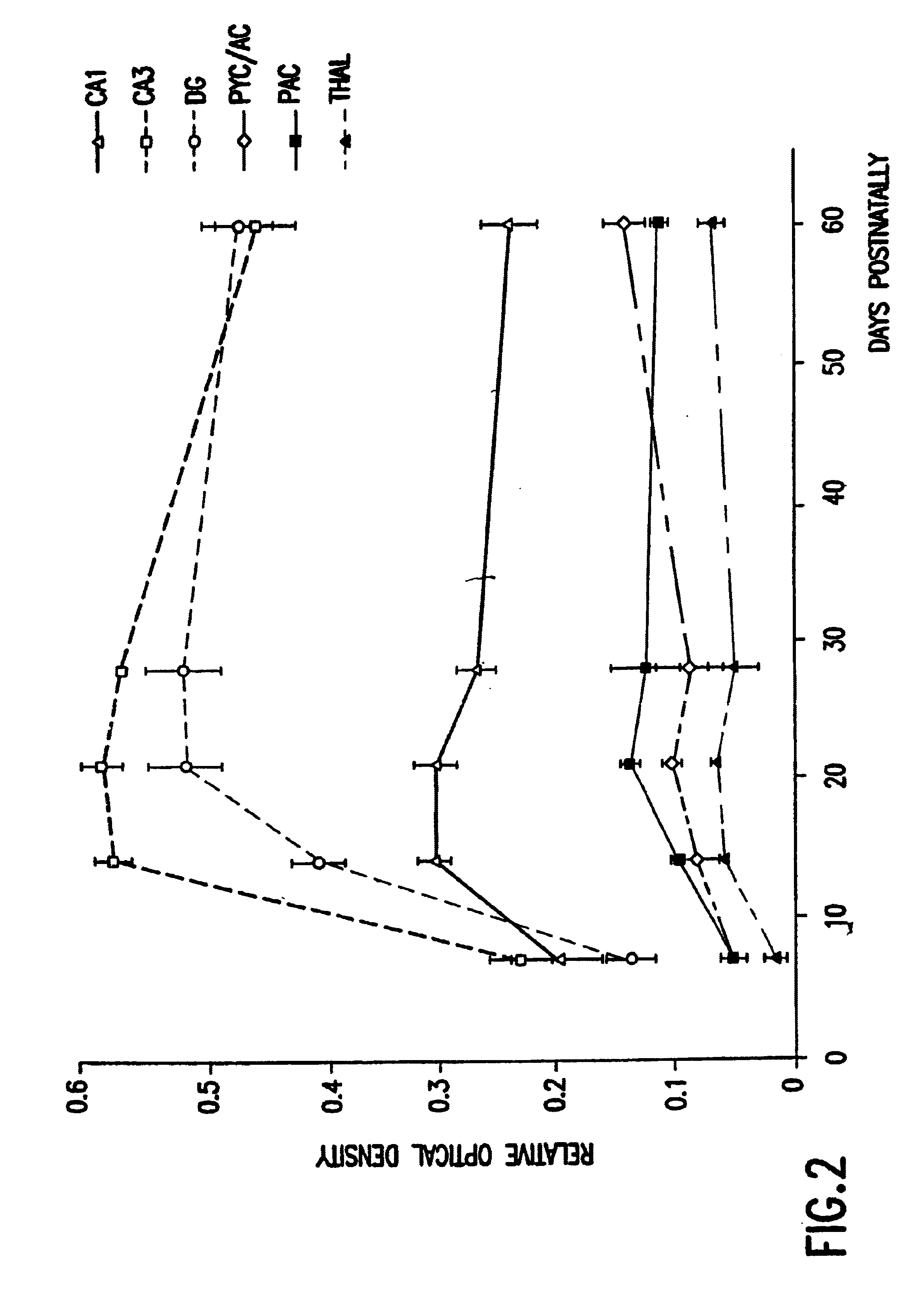 Transgenic mouse expressing the human cyclooxygenase-2 gene and neuronal cell cultures derived therefrom