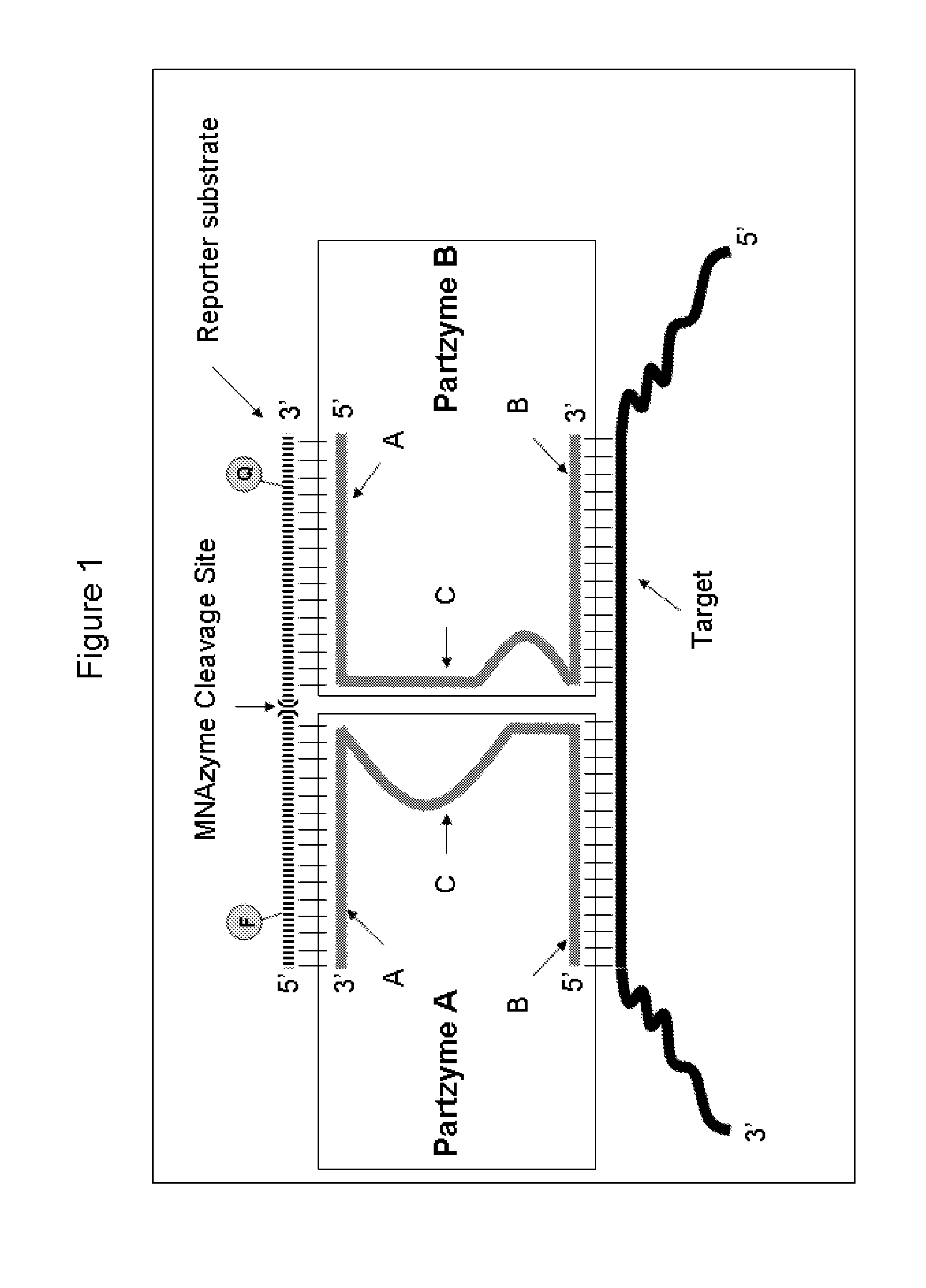 Multicomponent nucleic acid enzymes with cleavage, ligase or other activity and methods for their use