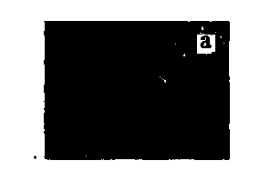 Preparation method of nano cuprous oxide photocatalyst