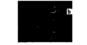 Preparation method of nano cuprous oxide photocatalyst