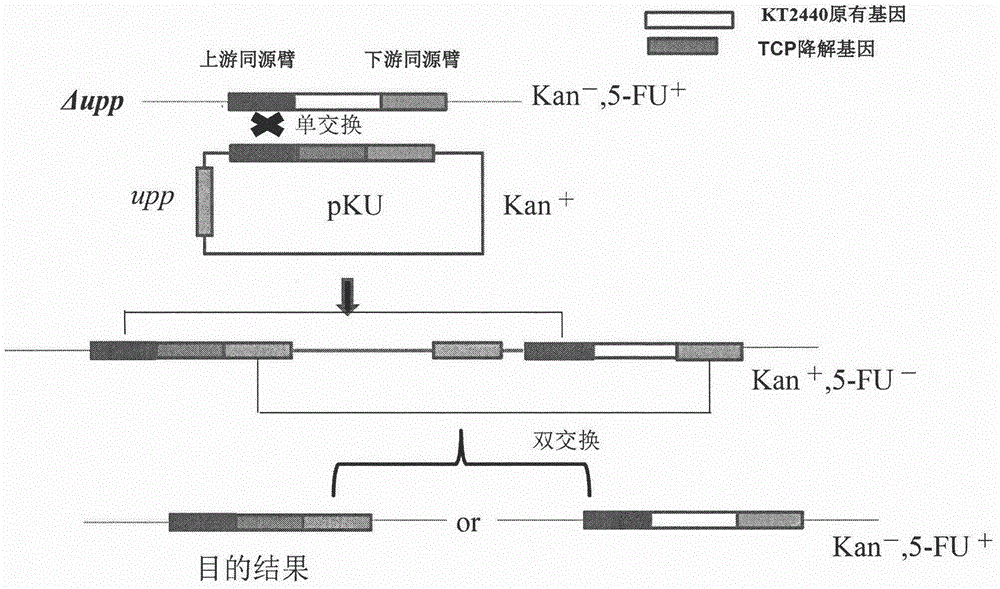 Method for constructing trichloropropane degrading bacterium by taking pseudomonas putida as original strain