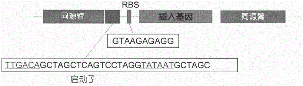 Method for constructing trichloropropane degrading bacterium by taking pseudomonas putida as original strain