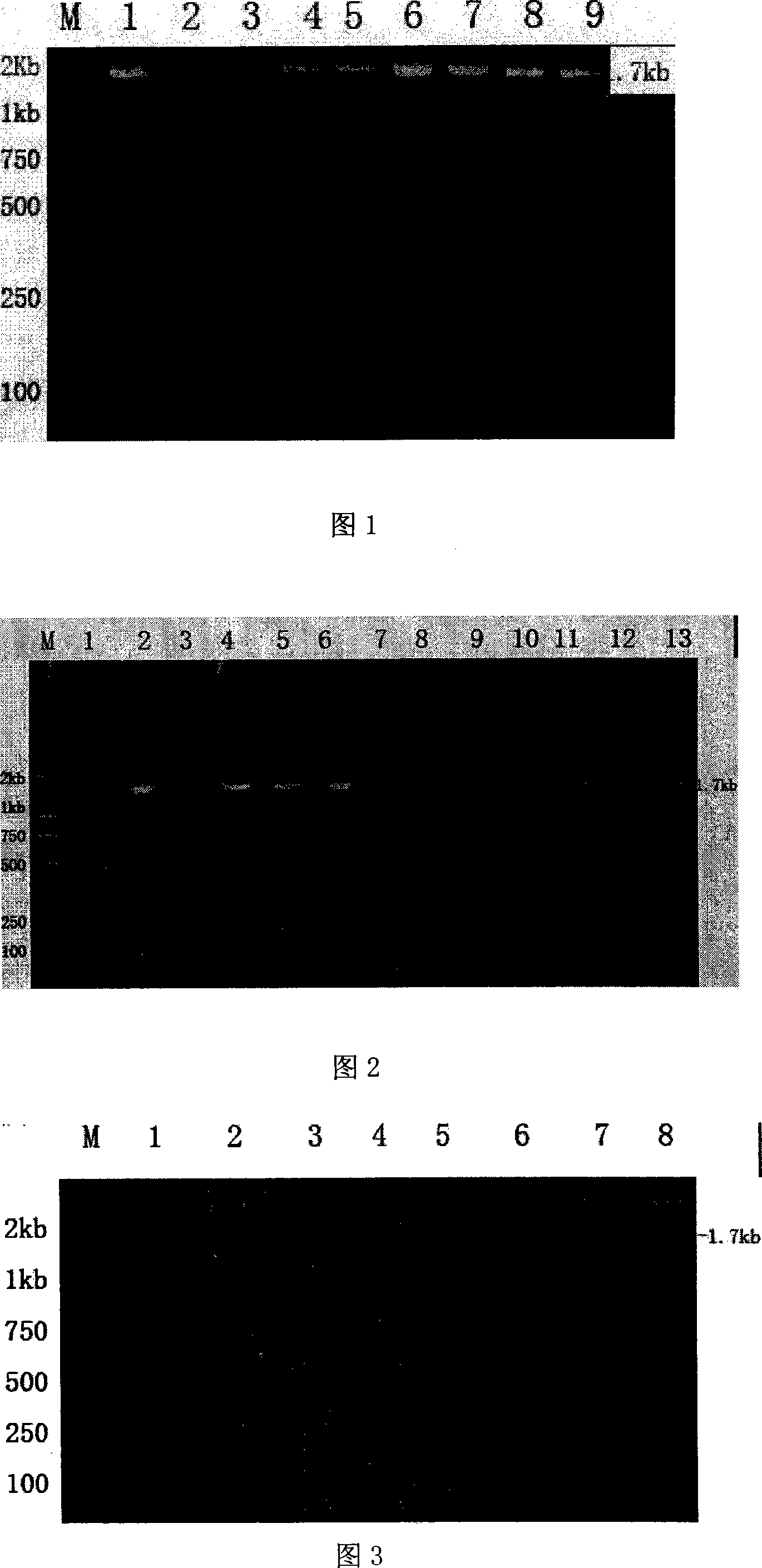 Micrococcus pyogenes adhesion functional peptide and coded sequence thereof