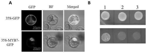 MYB transcription factor separated from purple white clove and coding gene and application thereof