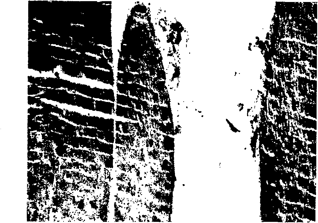 Section staining method for striped skeletal muscles