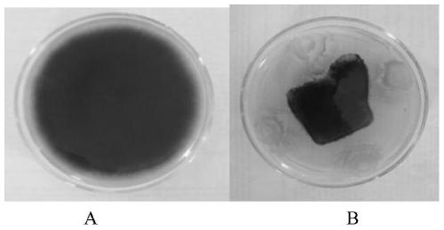 Bacillus subtilis strain NH-6 and application thereof