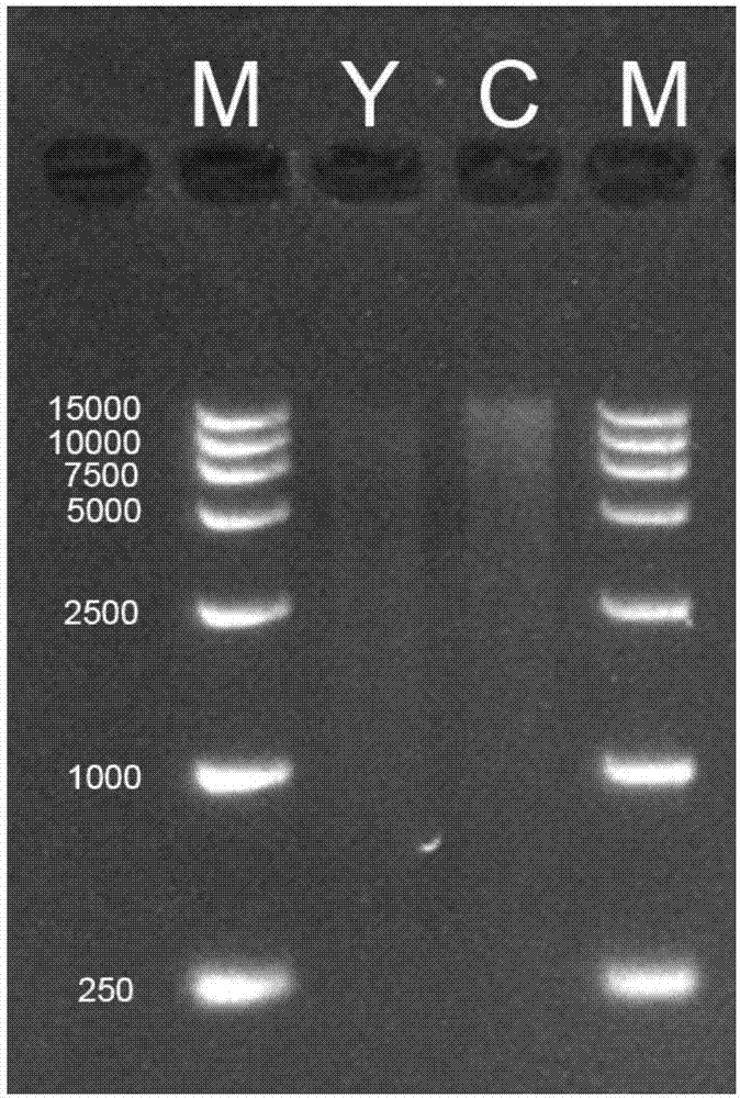 Pretreatment method for extracting metagenome DNA of intestinal contents