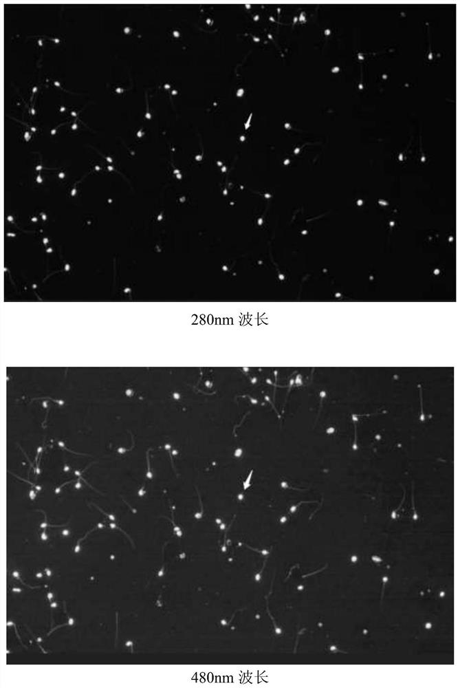 Specific nucleic acid fluorescent staining reaction liquid and application thereof in sperm DNA integrity detection