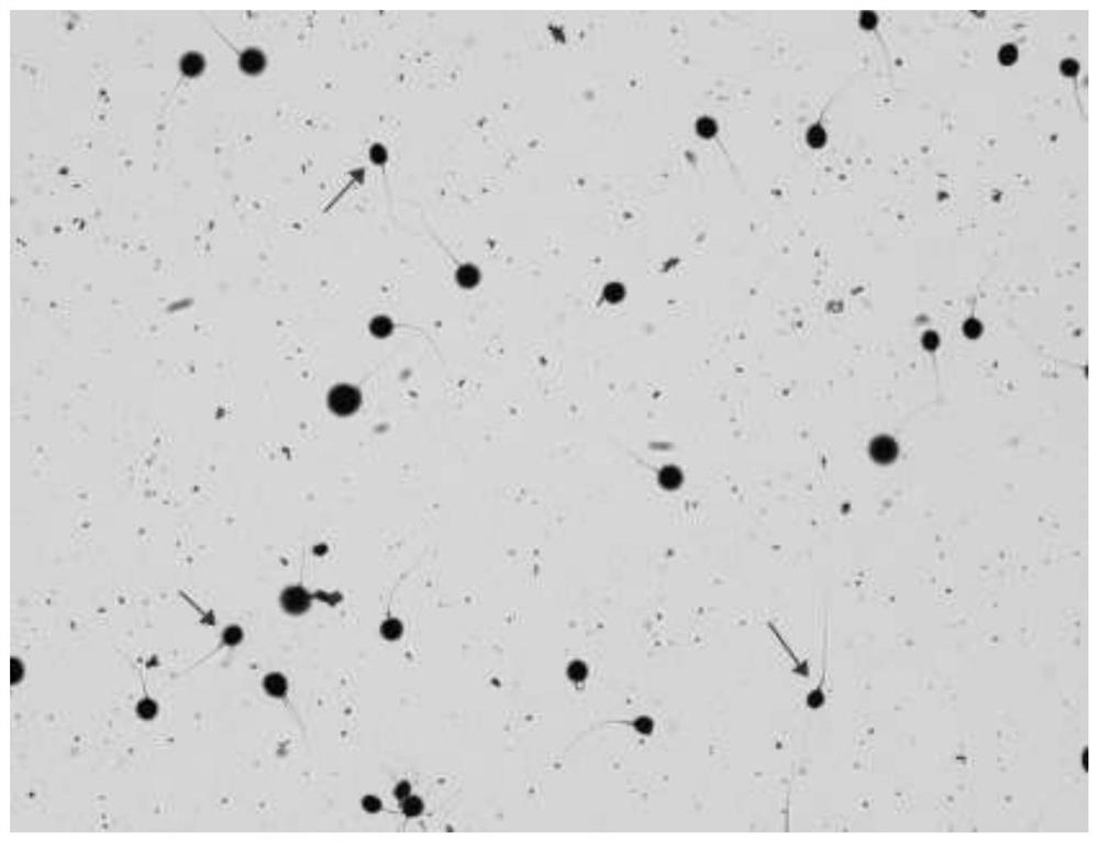 Specific nucleic acid fluorescent staining reaction liquid and application thereof in sperm DNA integrity detection