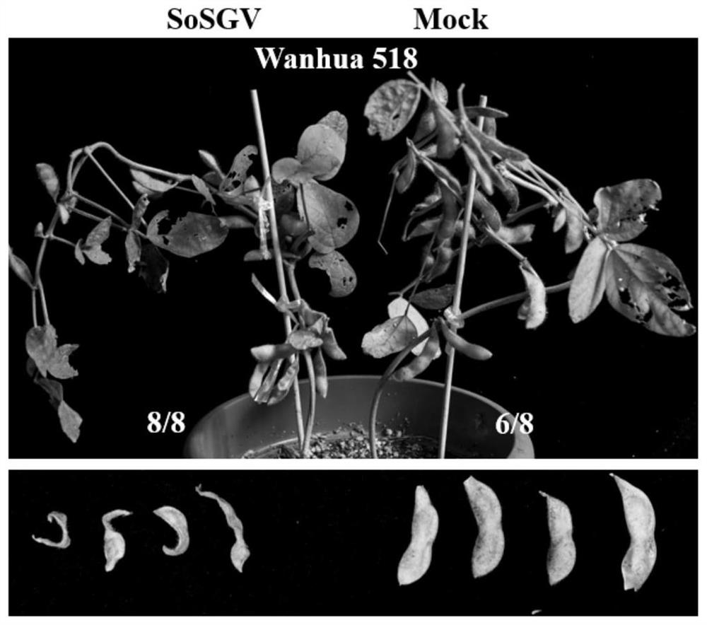 Soybean disease-green related virus infectious cloning vector and efficient soybean inoculation method