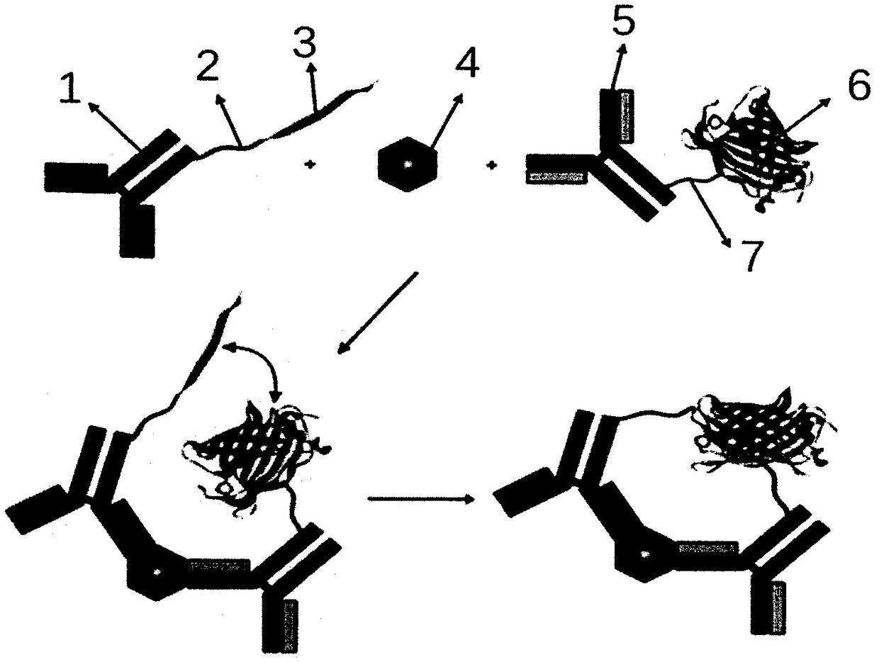 PCT detection kit based on bimolecular fluorescence complementation technology, preparation method and use method thereof