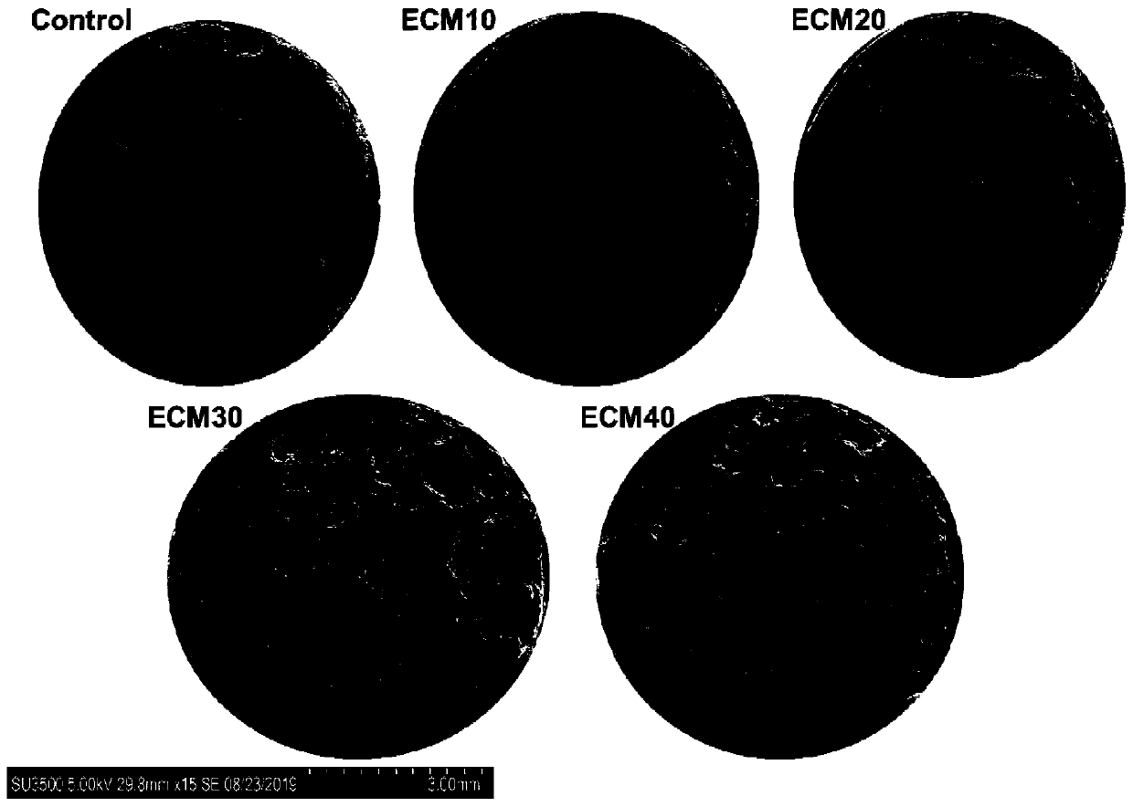 Application of clostridium ethanol proteins to low-starch expanded floating feed for carnivorous fishes