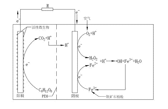 Method for treating dye wastewater by catalyzing biological electro-fenton through iron ore
