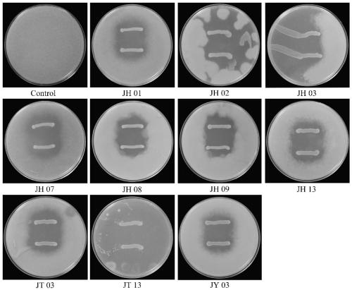 Lactobacillus sucicola and application thereof