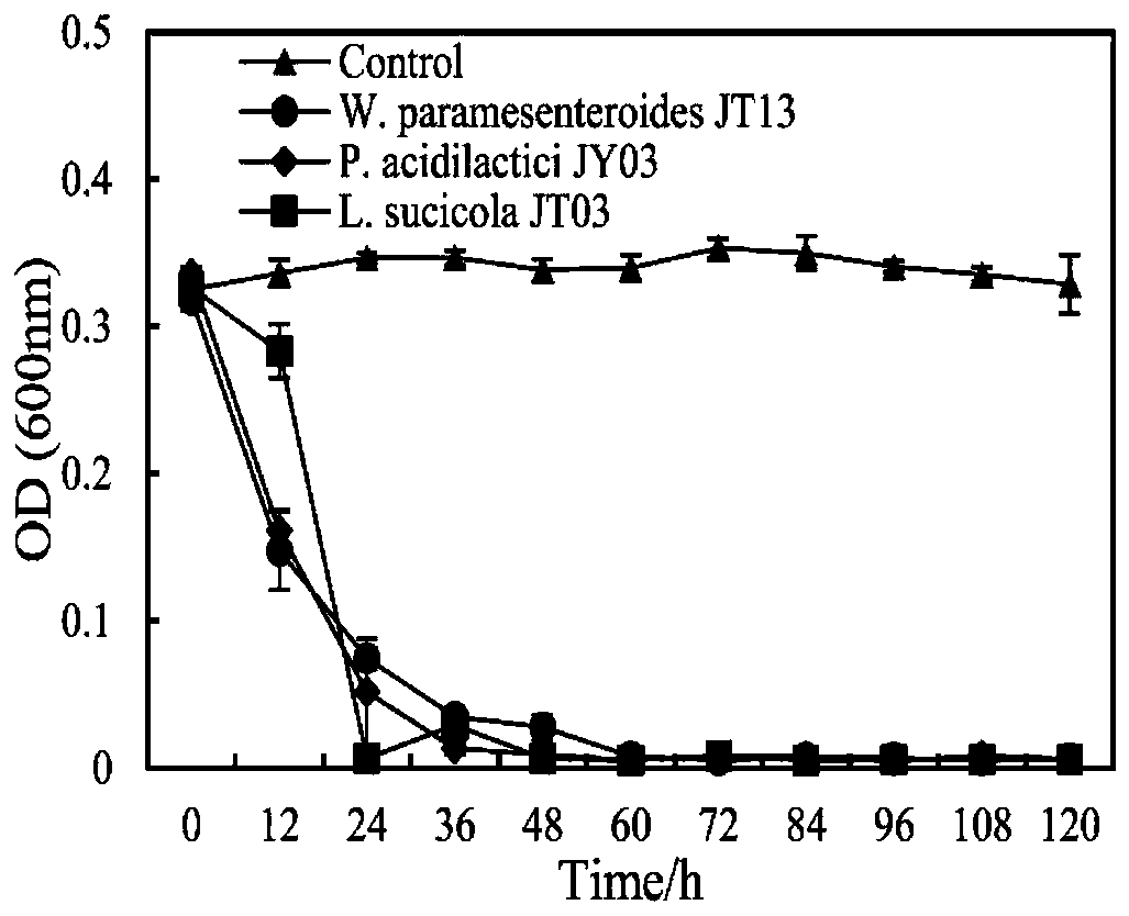 Lactobacillus sucicola and application thereof