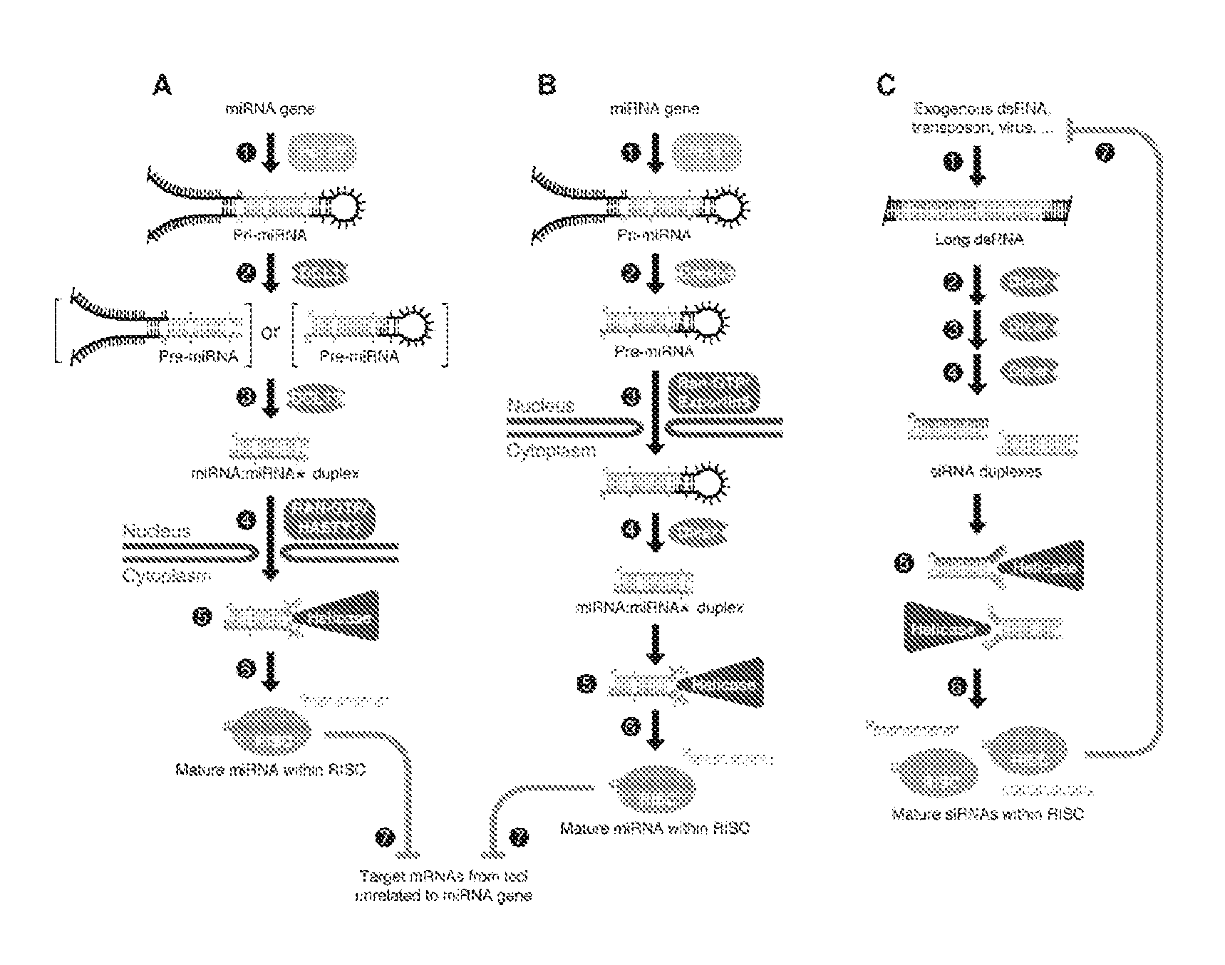 Micrornas and uses thereof