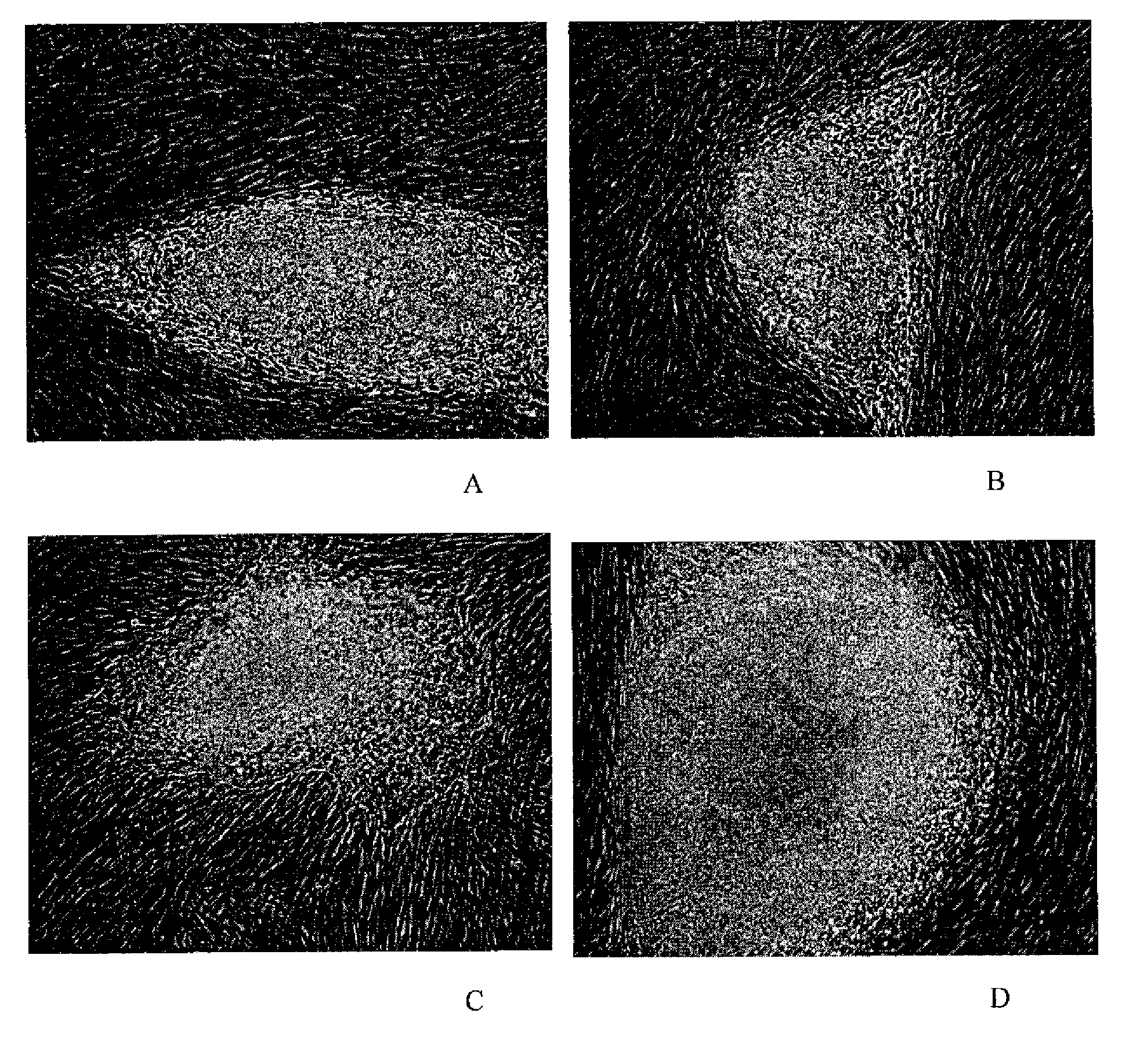 Alternative Compositions and Methods for the Culture of Stem Cells