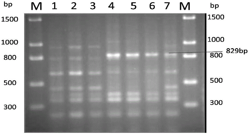 Method and special primer SR-5*13 for differentiating and auxiliarily differentiating mating types of bioplast monokaryons of lepista sordida (Fr) sings