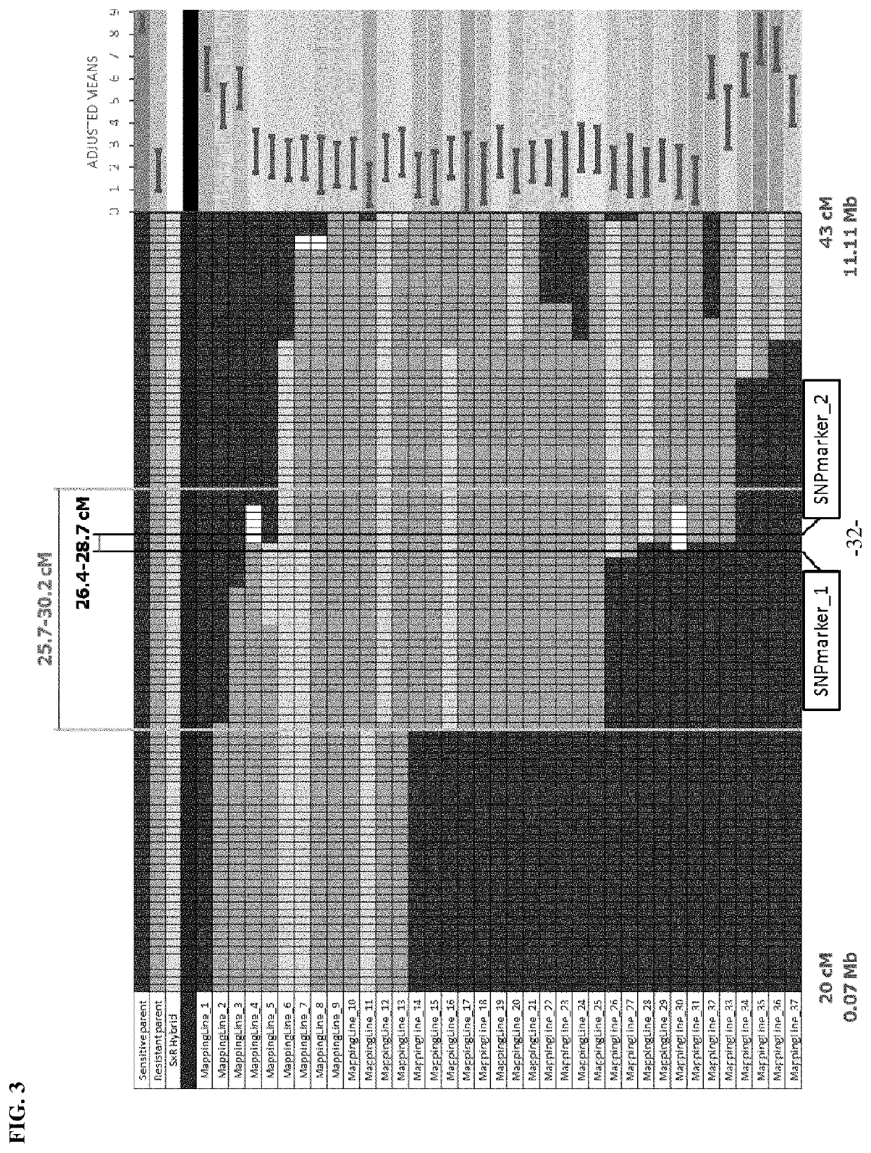 Pepper plants with improved disease resistance