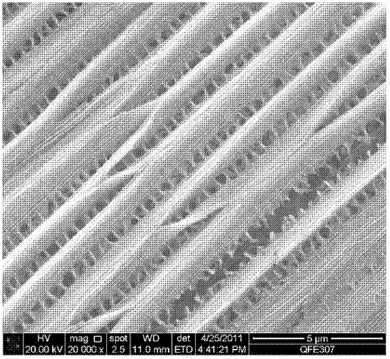 Biological template based preparation method for magnetic photonic crystals