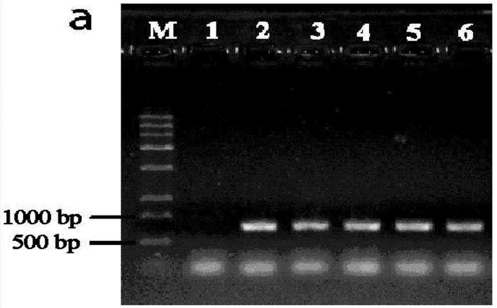 Method for agrobacterium-induced genetic transformation of Ustilaginoidea virens