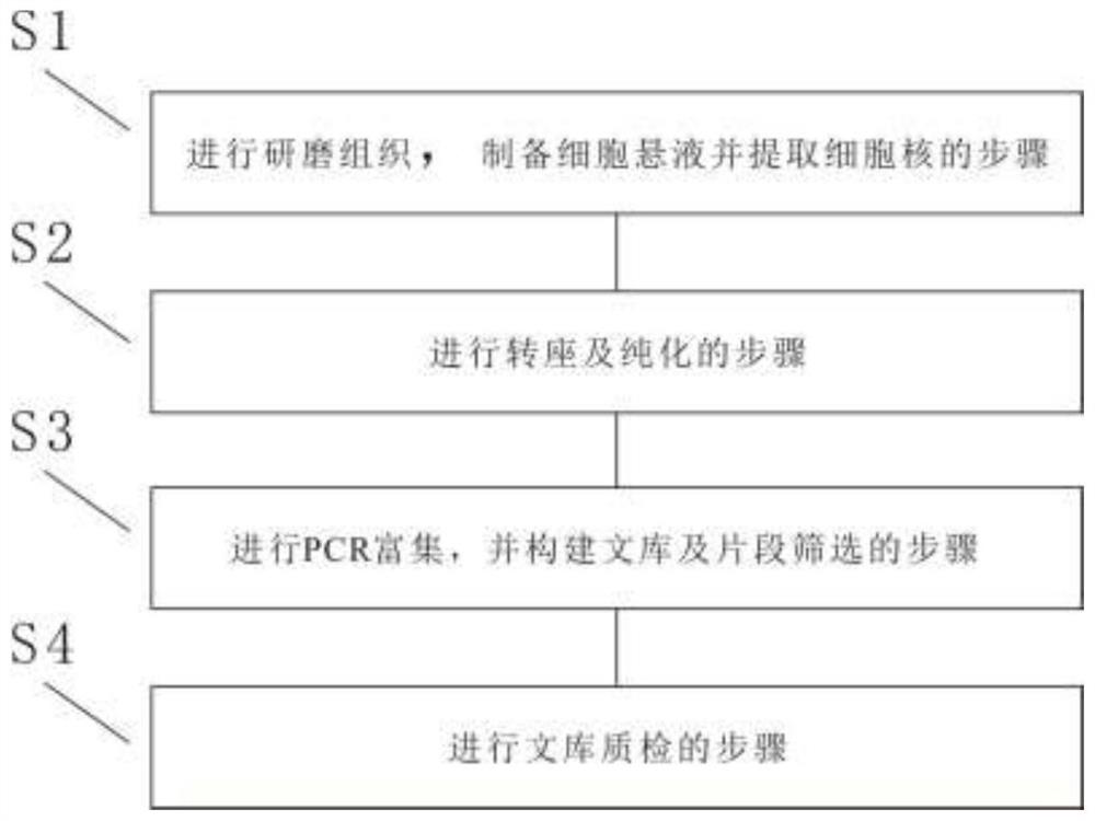 Construction method for trace frozen tissue ATAC-seq sequencing library