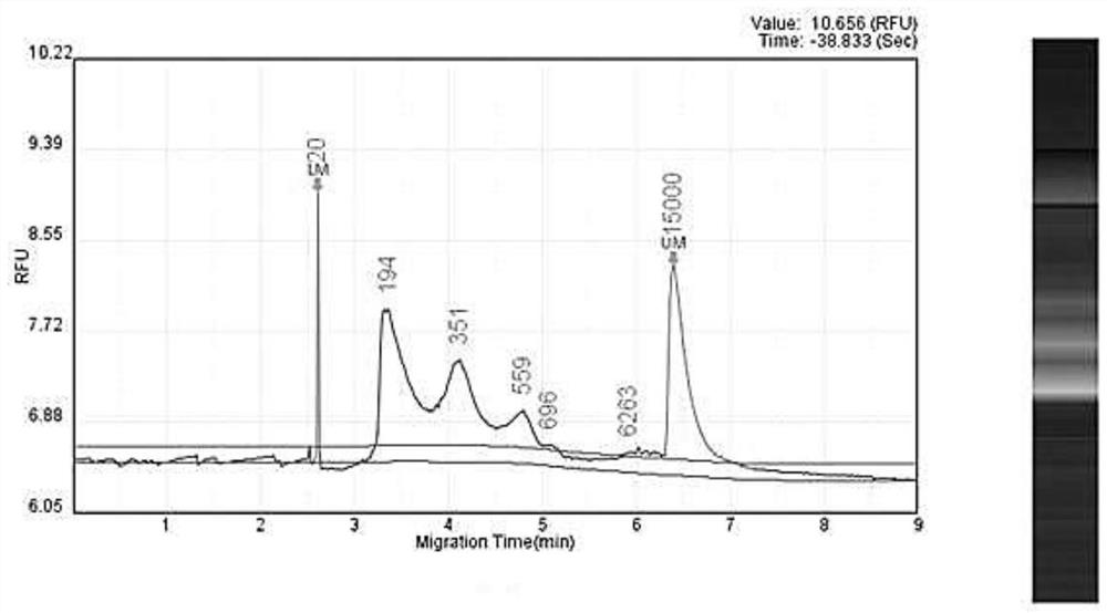 Construction method for trace frozen tissue ATAC-seq sequencing library