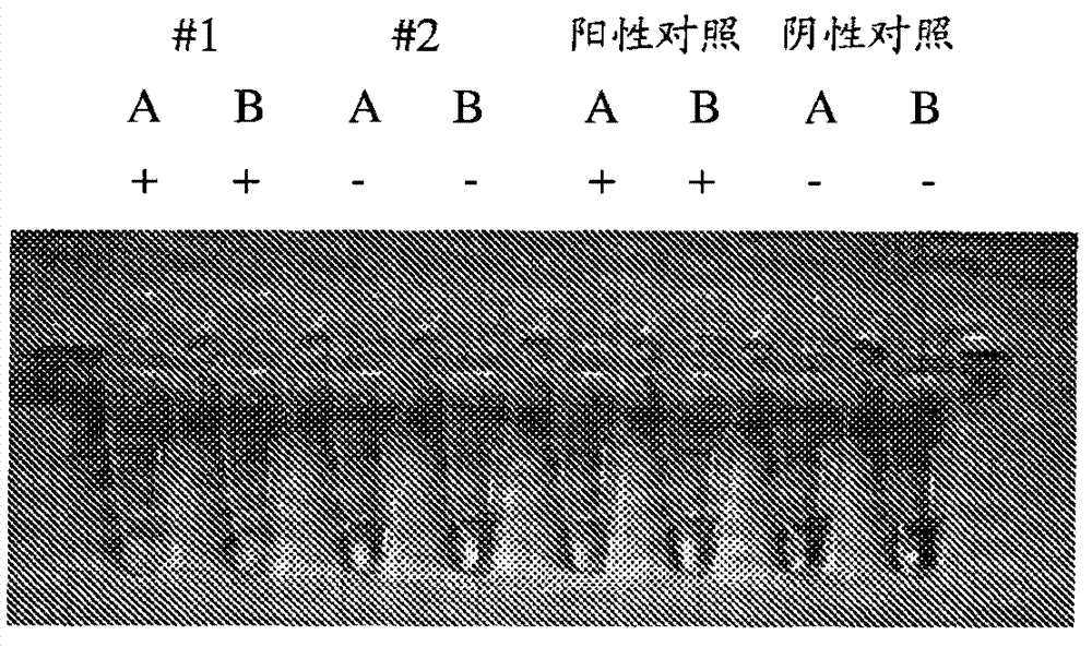 Detection of HLA genotype