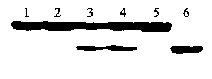 Group-of-soybean quantitative trait QTL loci and screening method thereof