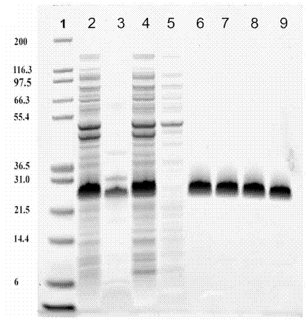 Bispecific EGFR/IGFIR binding molecules