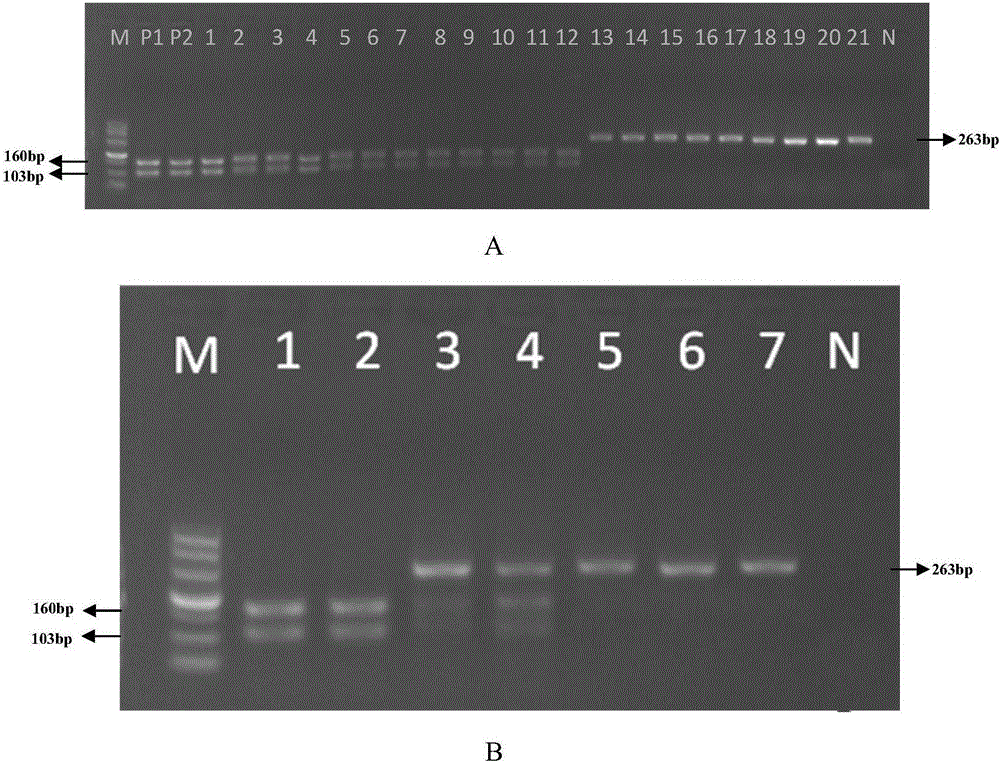 Method for identifying traditional Chinese medical material corn cervi pantotrichum based on PCR-RFLP