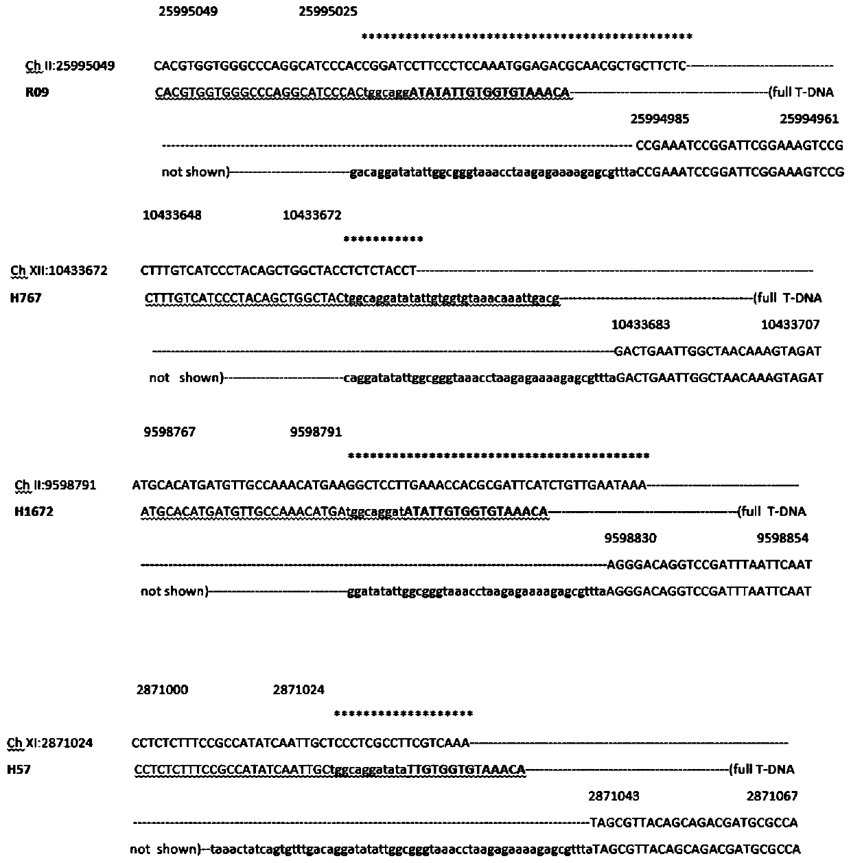 Indica rice target line for gene stacking of specific sites mediated by recombinase