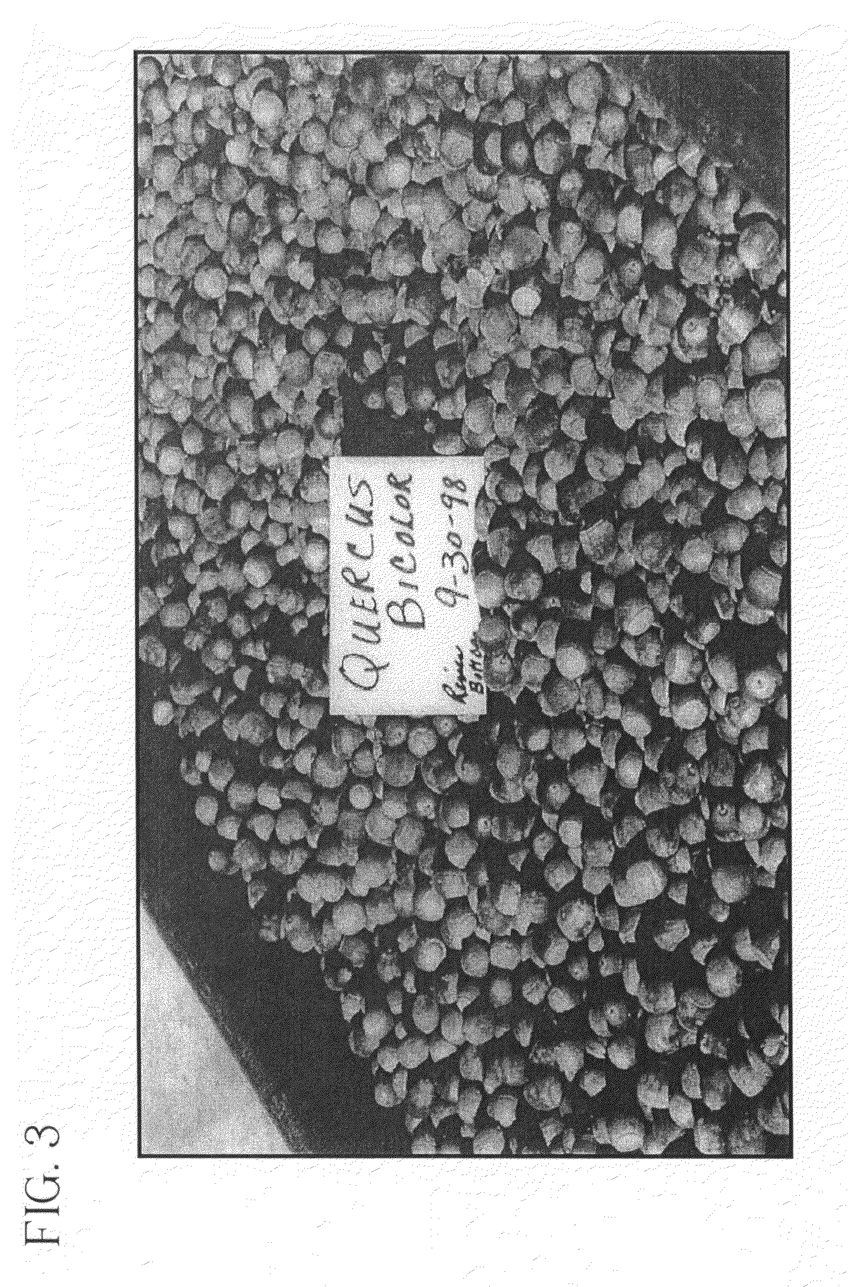 Method of accelerating the growth and development of trees and shrubs via enhanced root development