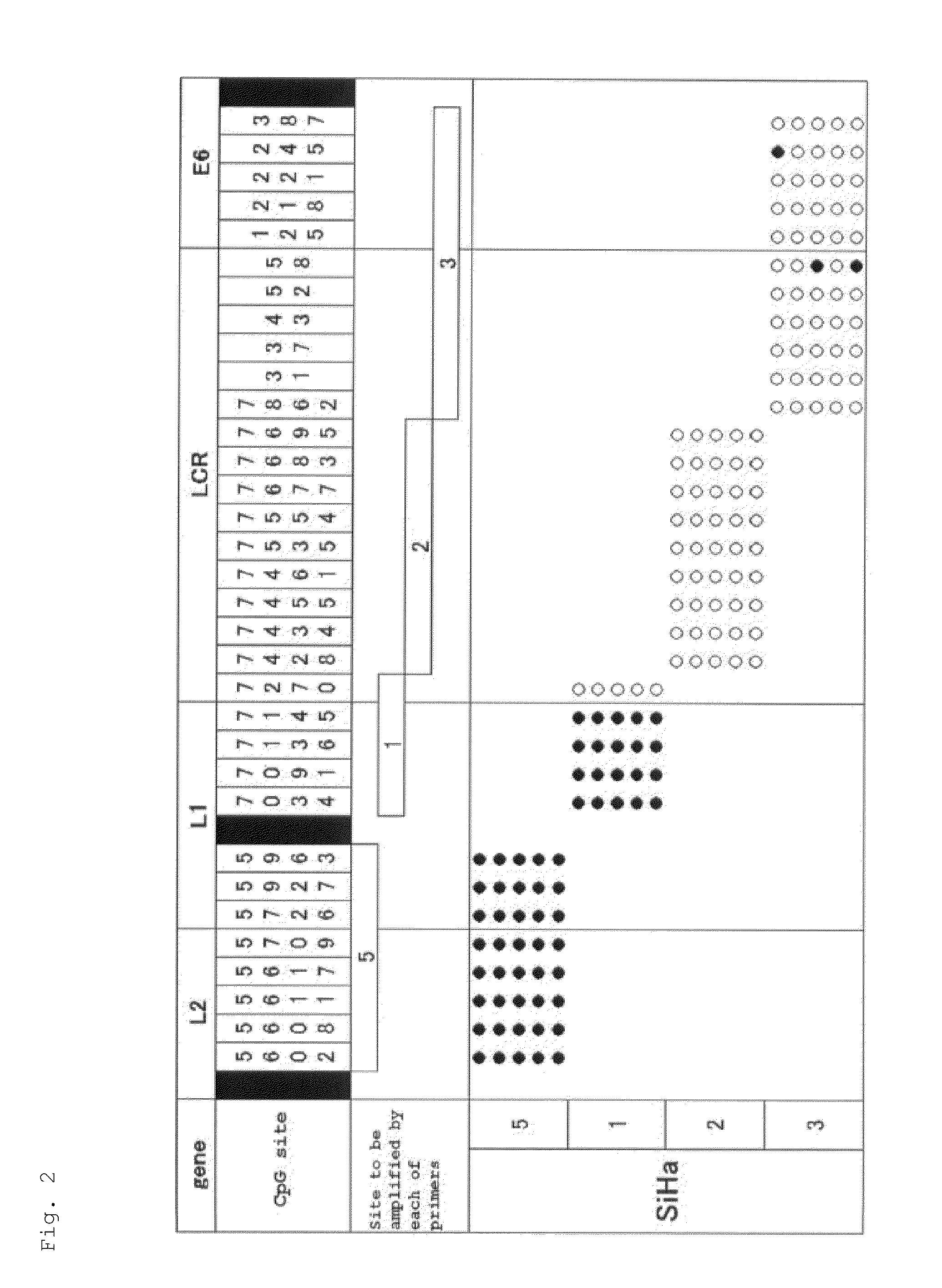 Method for detecting cancer cell caused by HPV, method for determining whether or not tissue is at stage of high-grade dysplasia or more severe stage, and primer set and kit used therefor