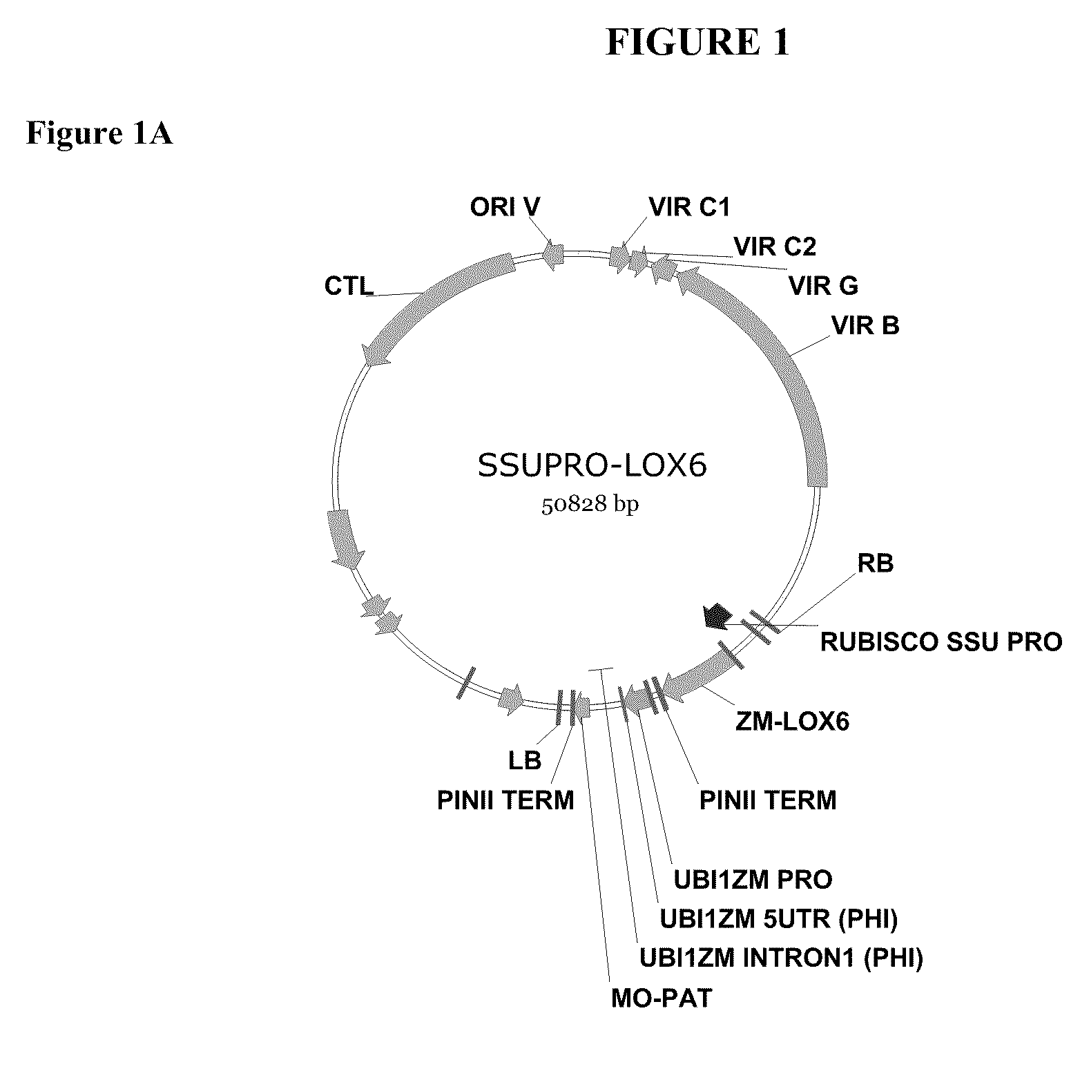 Methods and Compositions For Increasing the Nitrogen Storage Capacity of a Plant