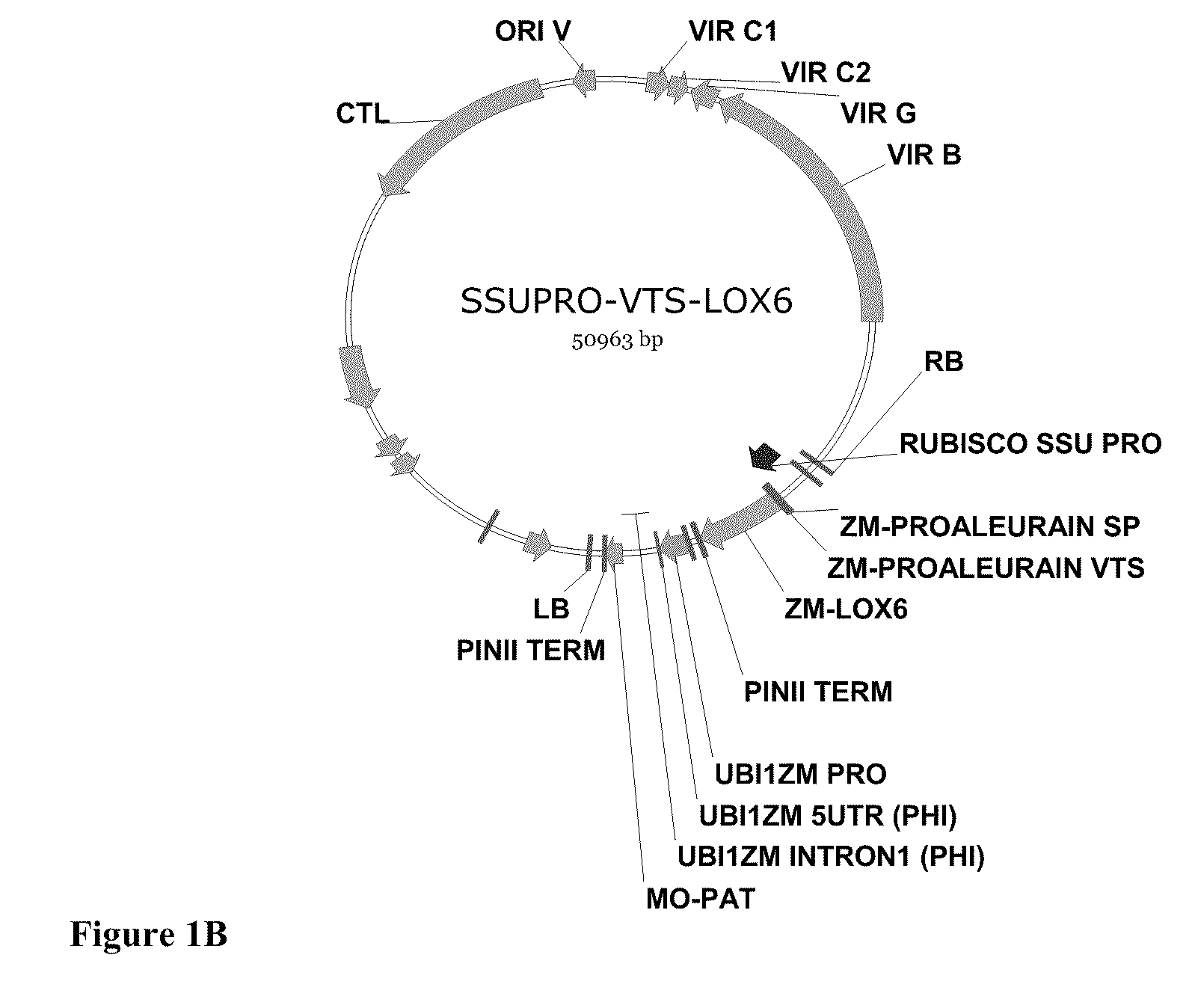 Methods and Compositions For Increasing the Nitrogen Storage Capacity of a Plant