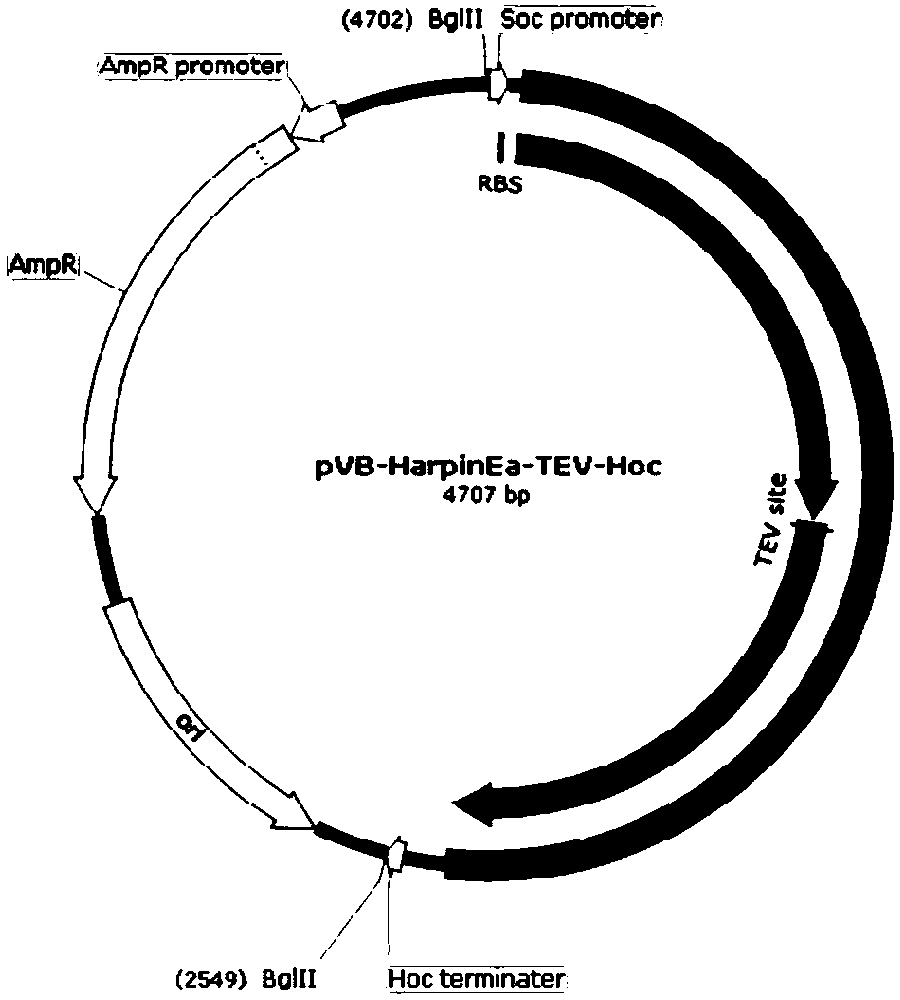 Method for efficiently expressing hypersensitive protein by using T4 phage display technology