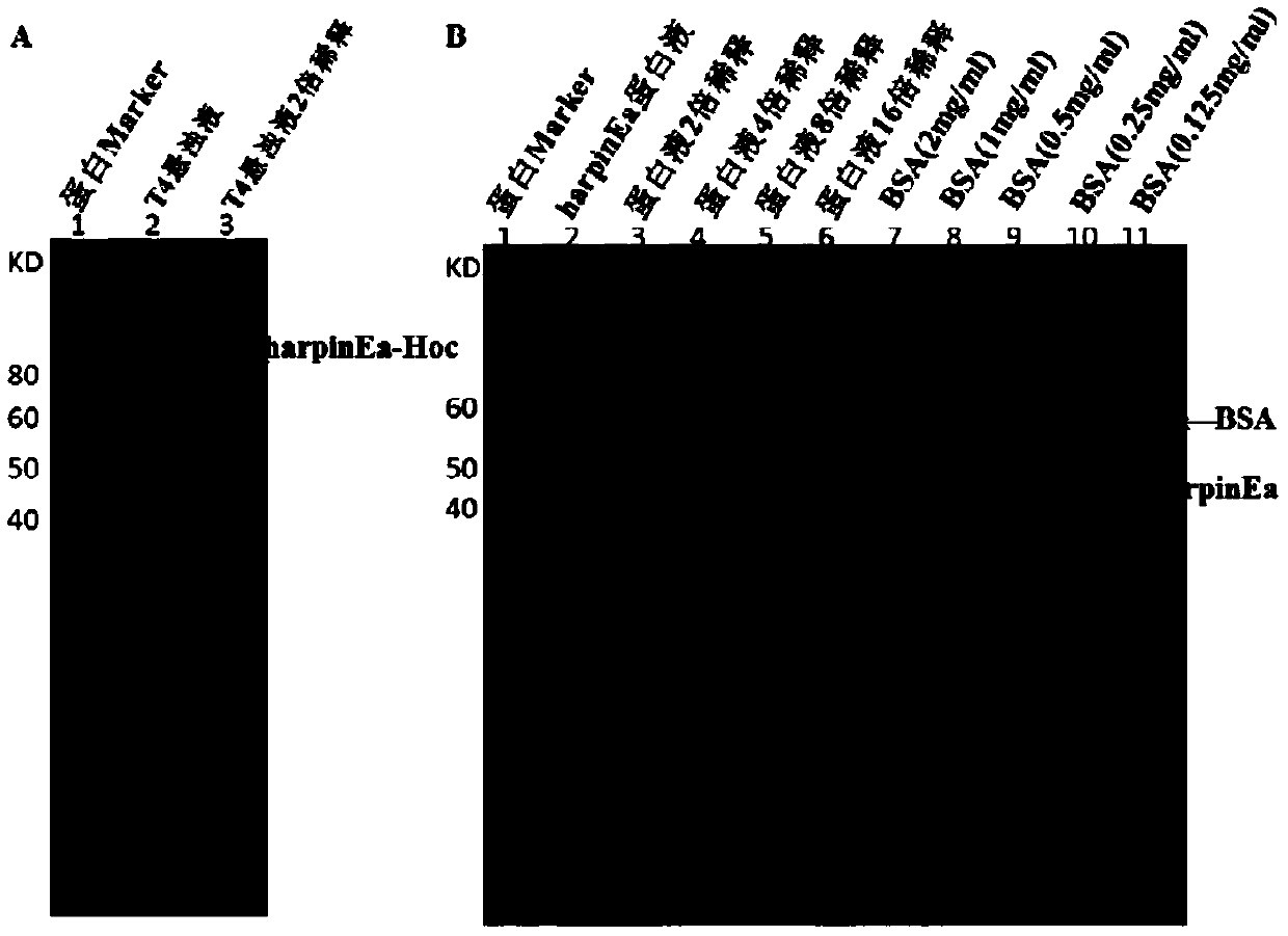 Method for efficiently expressing hypersensitive protein by using T4 phage display technology