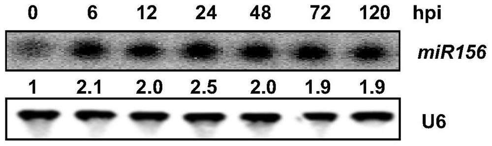 Breeding method for regulating mir156 and its target gene ipa1 to simultaneously improve rice disease resistance and yield