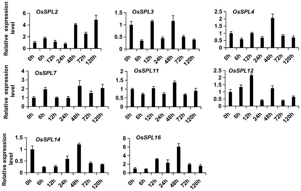 Breeding method for regulating mir156 and its target gene ipa1 to simultaneously improve rice disease resistance and yield