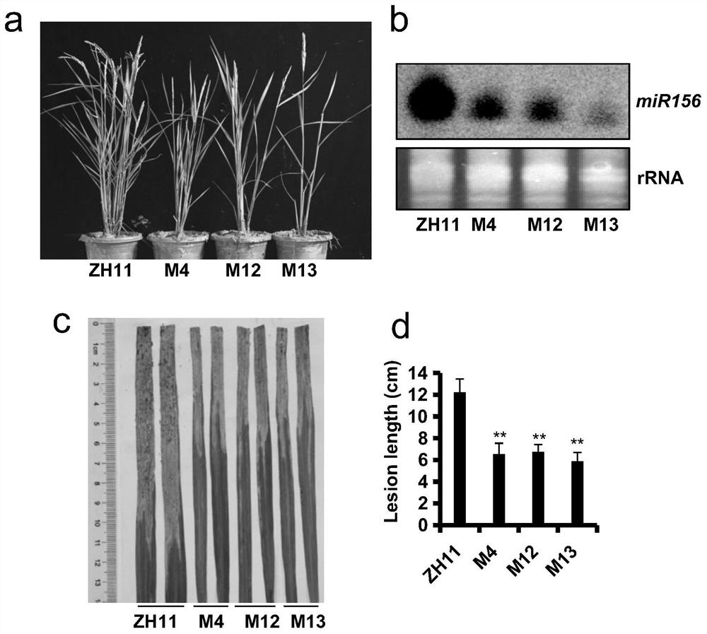Breeding method for regulating mir156 and its target gene ipa1 to simultaneously improve rice disease resistance and yield