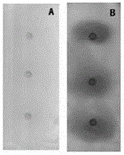 Method for screening alpha-amylase inhibitor