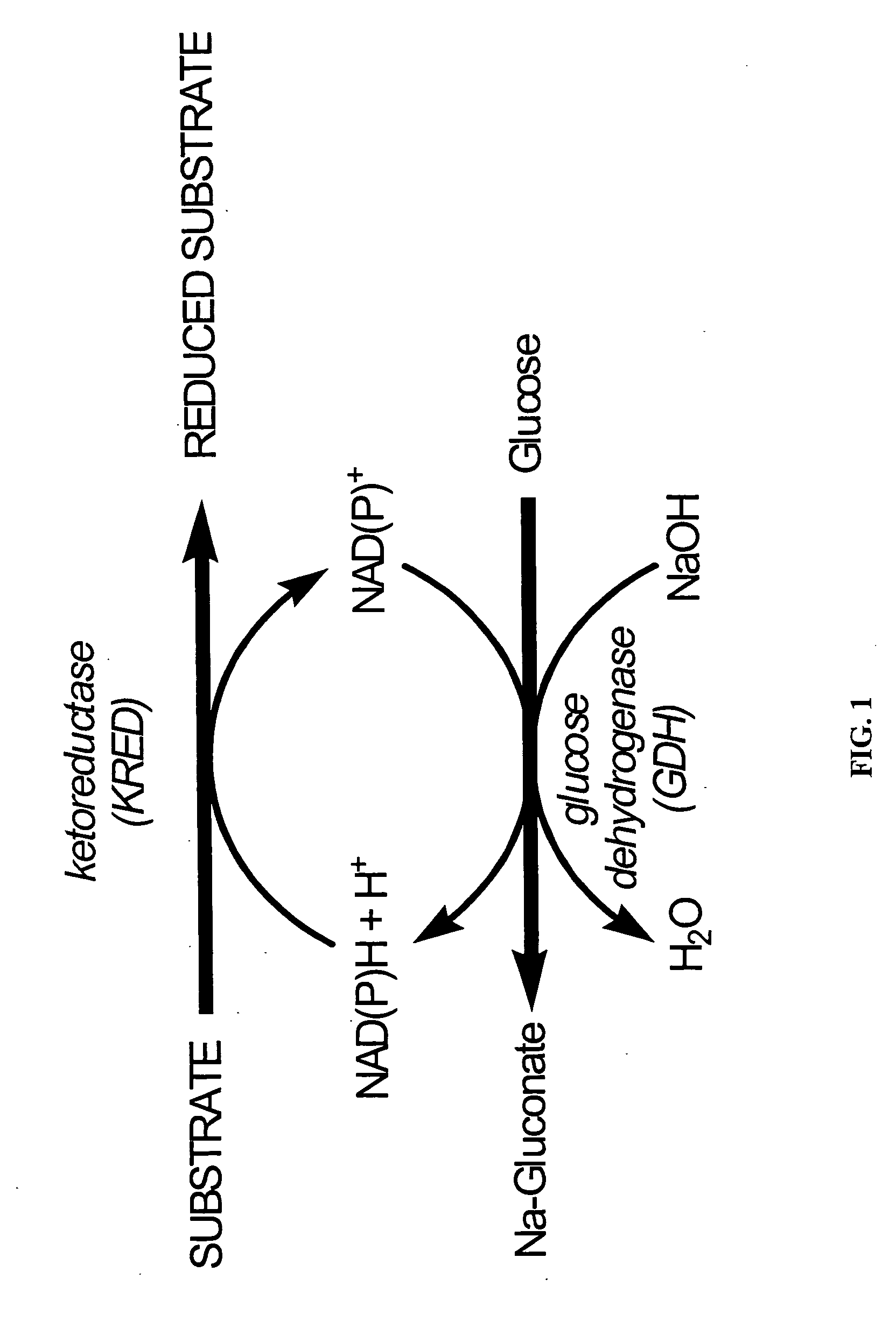 Glucose dehydrogenase polypeptides and related polynucleotides