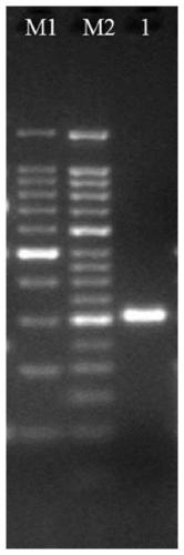 Protective agent, preservation method and application of low-concentration DNA reference material