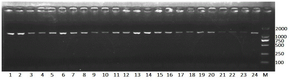 Specific primer for amplifying aleyrodidae insect mitochondrial COI gene