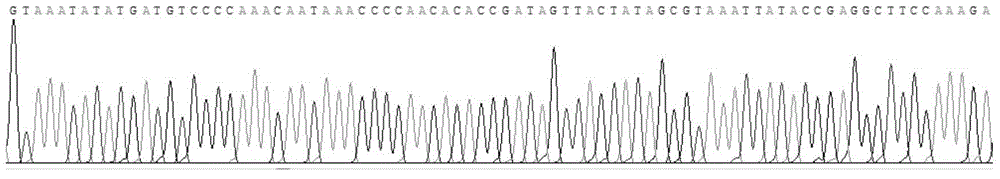 Specific primer for amplifying aleyrodidae insect mitochondrial COI gene